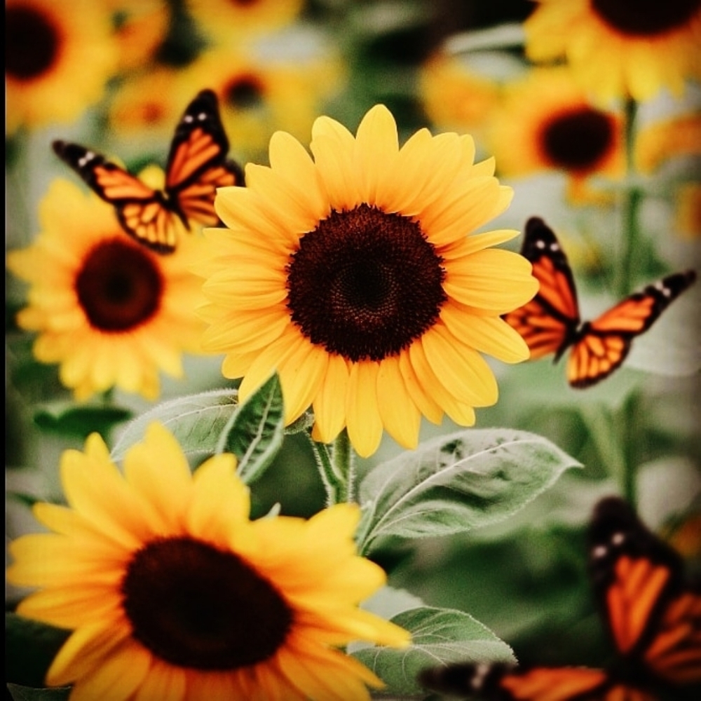 Meet your Posher, Samantha